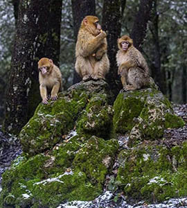 Middle Atlas Day Trips